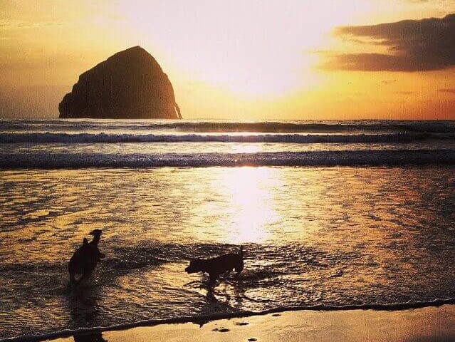 Beach view with frolicking dogs